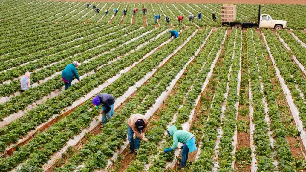 KOOPBİS’e Geçişte Kritik Süreç: 2025’te Kooperatiflerin Durumu ve Yükümlülükleri